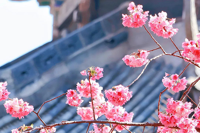 春日桐廬，花開正艷——伊頓母線桐廬之旅團建活動圓滿結束！